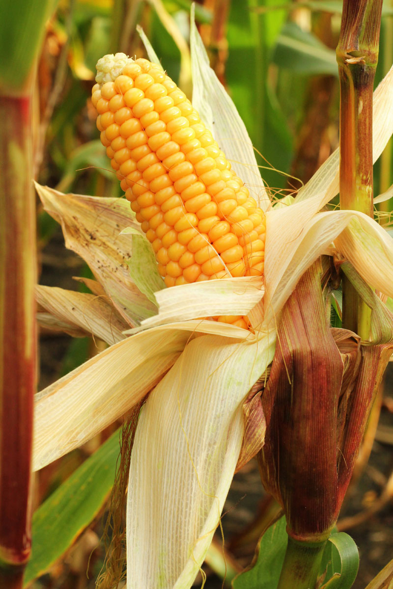 ear of corn with the husk pulled down, still on the stalk
