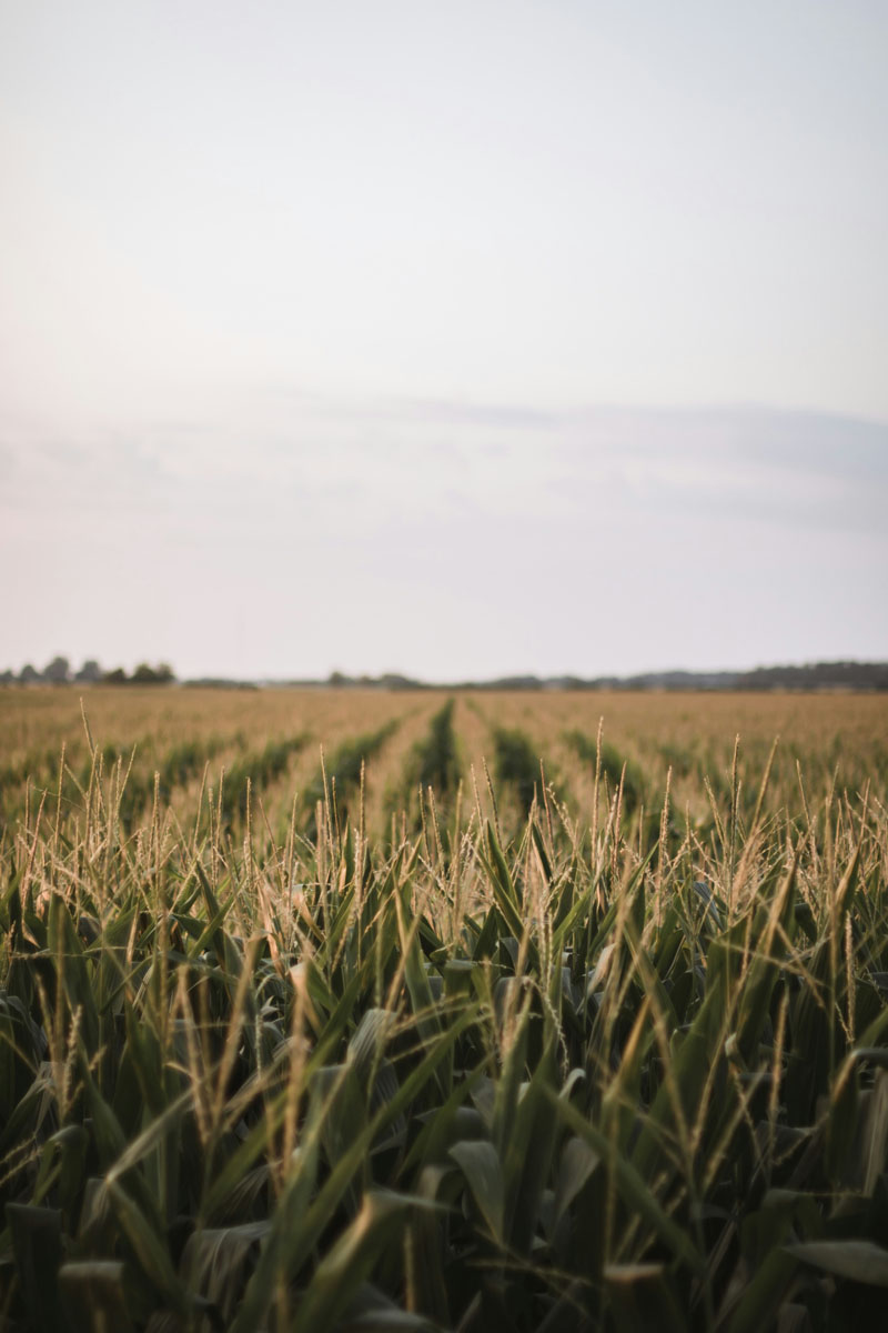 photo of a cornfield with misty mountains in the background